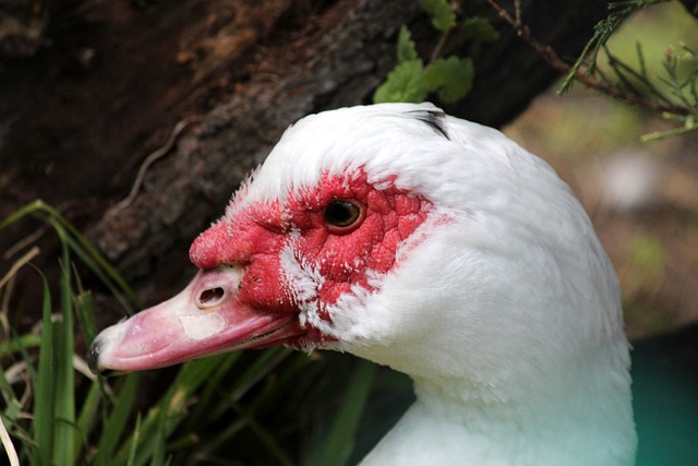 方式评论球 方式评论球