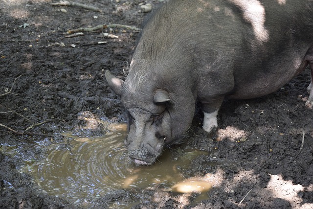马刺队人手不足，直面赛季末文班亚马和福克斯缺阵的现实.